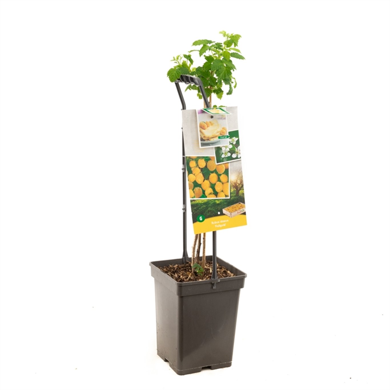 Hallon – Rubus idaeus 'Fallgold' - 50-60 CM Carry Handle C5